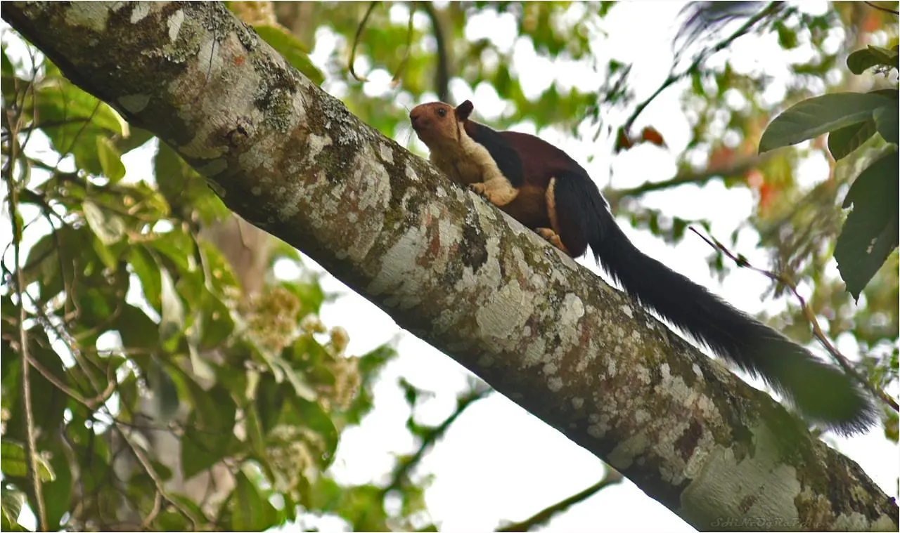 Spice Jungle Holiday Resort Munnar Indien
